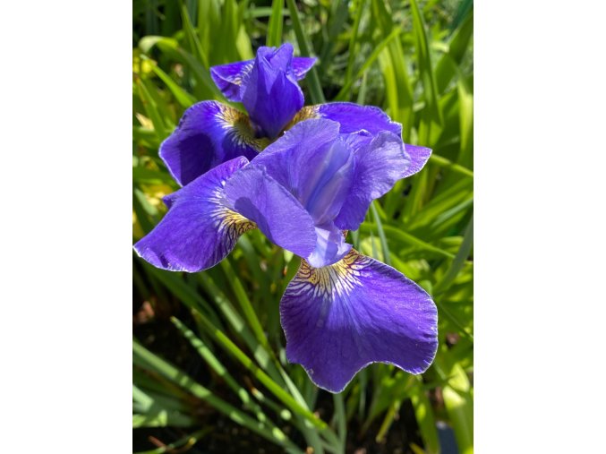 Iris sibirica 'Silver Edge' - kosatec sibiřský