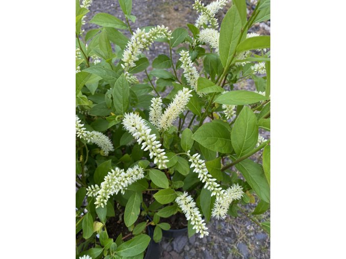 Itea virginica 'Henry's Garnet' - itea viržínská