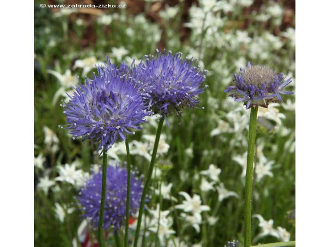 Jasione laevis 'Blaulicht' - pavinec vytrvalý