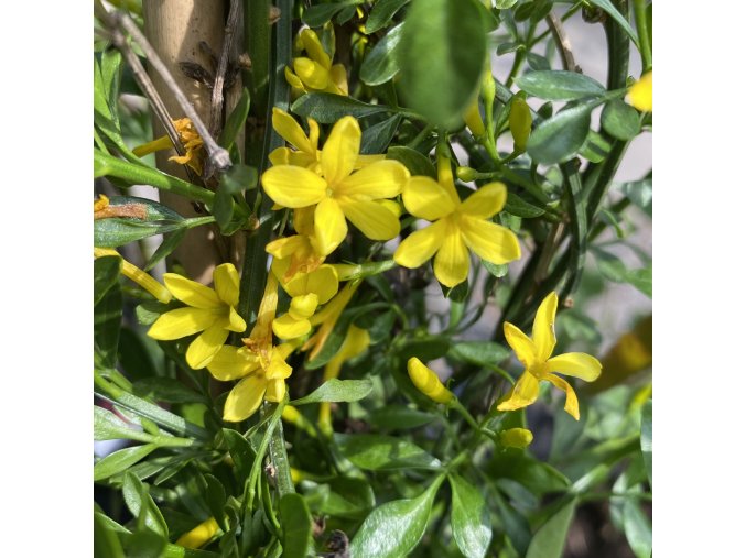 Jasminum fruticans - jasmín křovitý