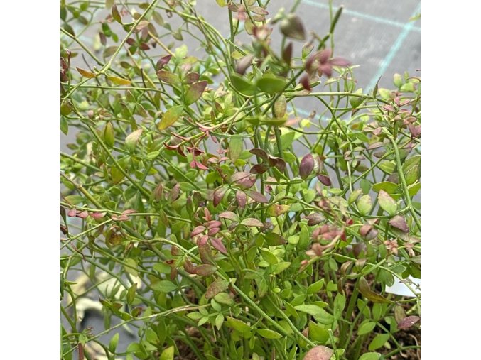Jasminum parkeri - jasmín