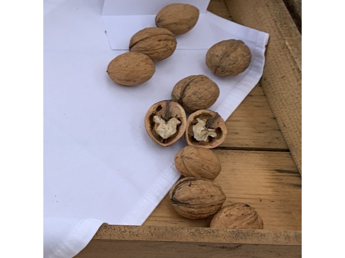 Juglans regia 'Lake' - ořešák polopapírák