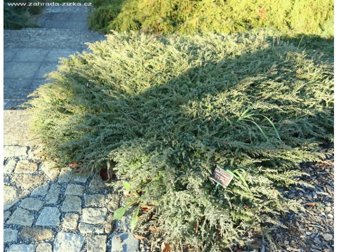 Juniperus communis 'Green Carpet' - jalovec obecný