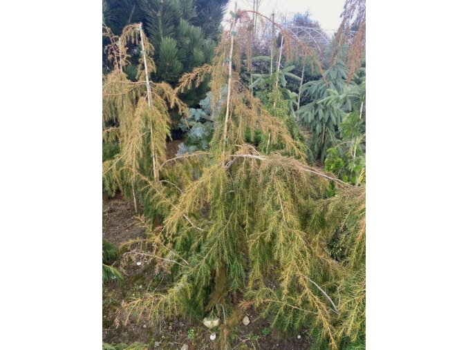 Juniperus communis 'Oblonga Pendula' - jalovec obecný