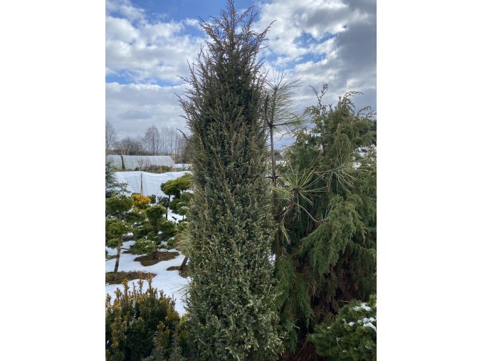 Juniperus communis 'Variegata' - jaloc obecný