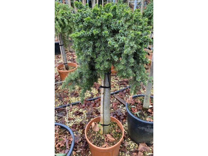Juniperus conferta 'Blue Pacific' kmínek - jalovec pobřežní