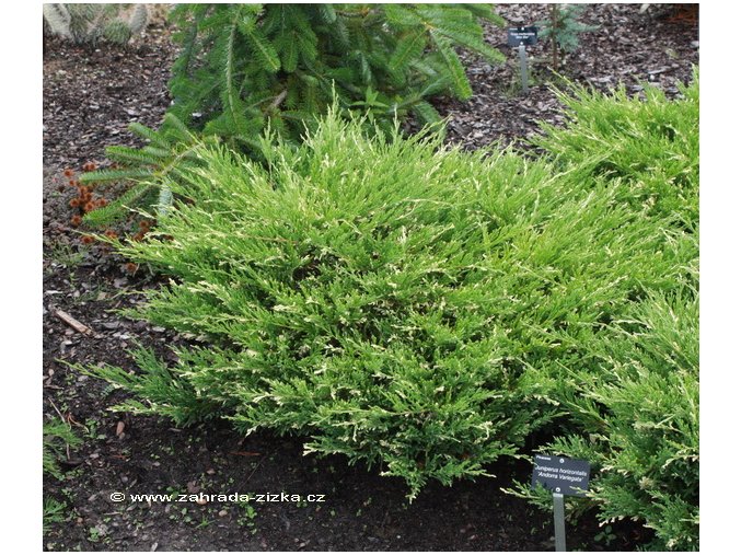 Juniperus horizontalis 'Andorra Variegata' - jalovec vodorovný
