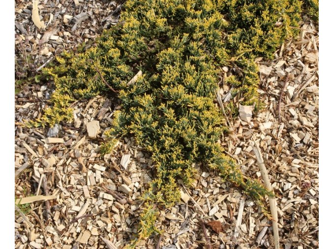 Juniperus horizontalis 'Golden Carpet' - jalovec vodorovný