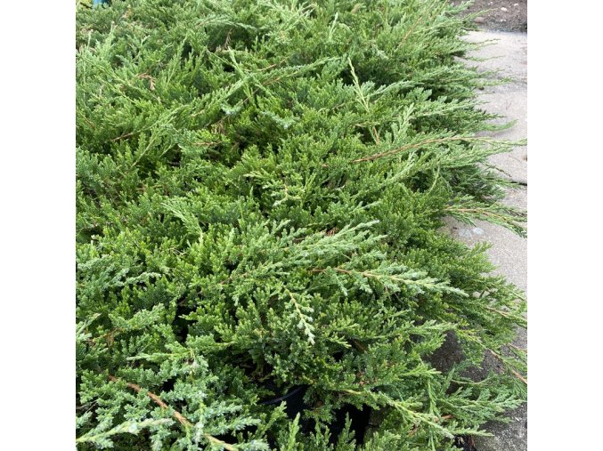 Juniperus horizontalis 'Princ of Wales' - jalovec poléhavý