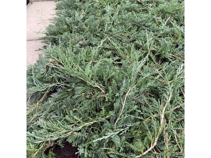 Juniperus horizontalis 'Wiltonii' - jalovec vodorovný