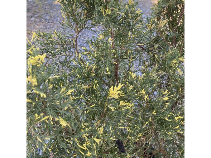 Juniperus chinensis 'Kaizuka Variegata' - jalovec