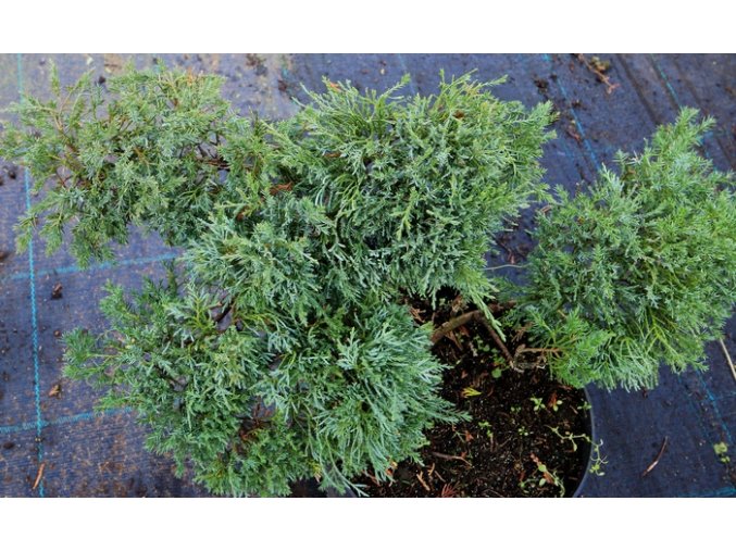 Juniperus media (x) 'Dwarf og Jungwirth' - jalovec prostřední