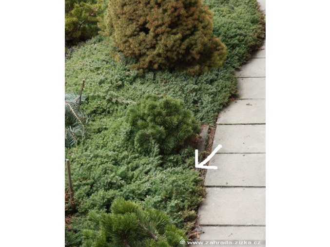 Juniperus procumbens 'Nana' - jalovec přitisklý