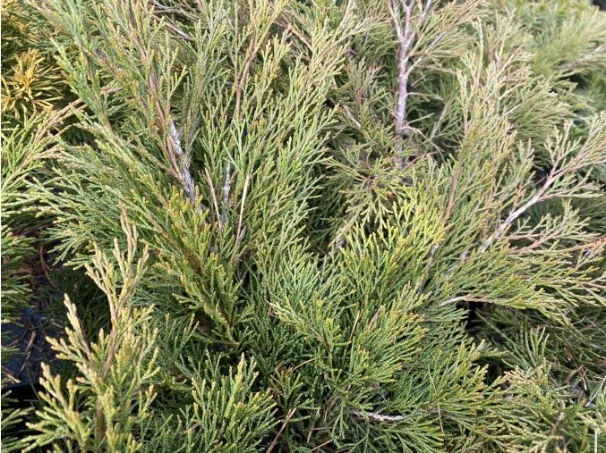 Juniperus sabina 'Calgary Carpet' - jaloc chvojka