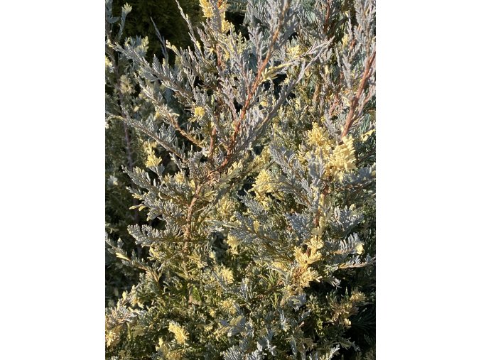 Juniperus scopulorum 'Moonglow Variegated' - jalovec skalní