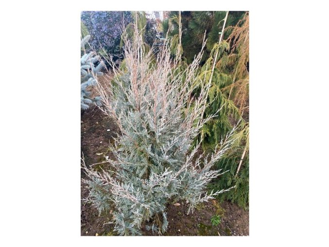 Juniperus Spring Bank