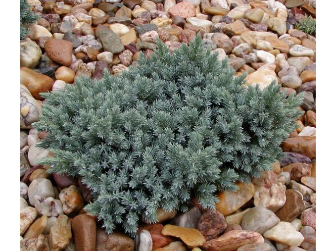 Juniperus squamata 'Blue Star' - jalovec šupinatý