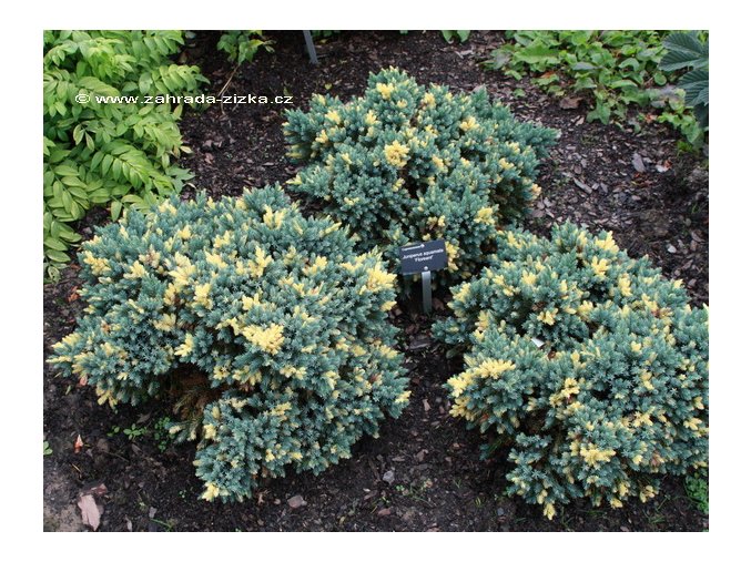 Juniperus squamata 'Floreant' - jalovec šupinatý