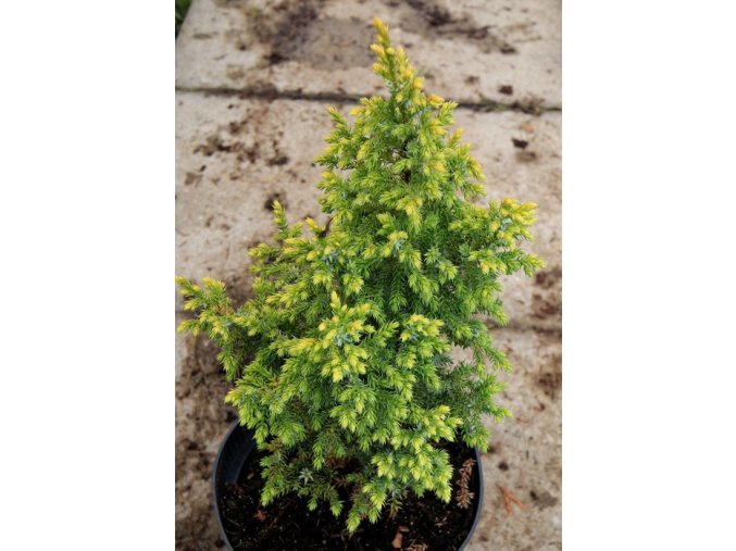 Juniperus squamata 'Huldson Yellow' - jalovec šupinatý