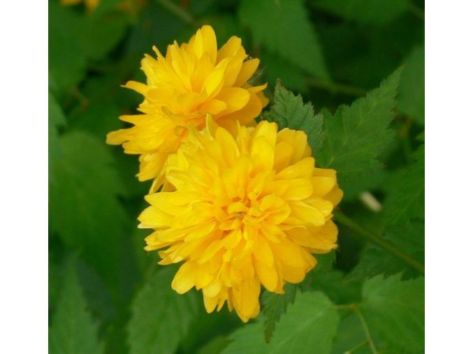 Kerria japonica 'Pleniflora' - zákula japonská