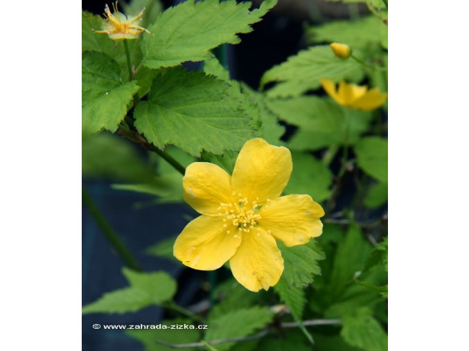 Kerria japonica 'Golden Guinea' - zákula japonská