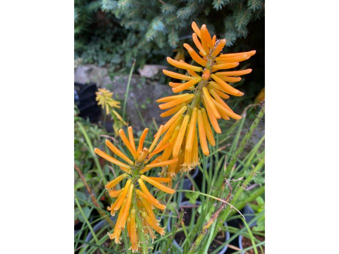 Kniphofia 'Mango popsicle' - kleopatřina jehla, mnohokvět