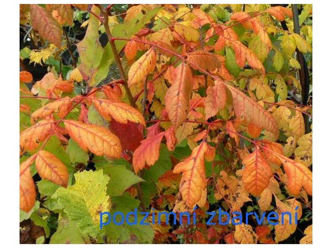 Koelreuteria paniculata - svitel latnatý