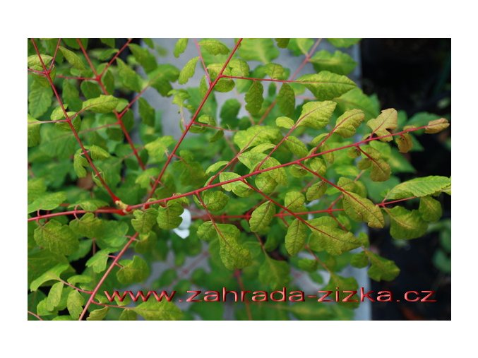 Koelreuteria paniculata 'Coral Sun' - svitel latnatý