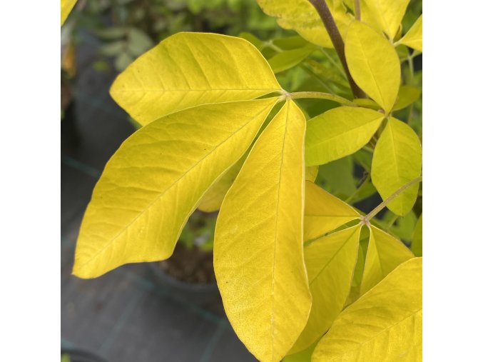 Laburnum alpinum 'Aureum' - štědřenec alpský