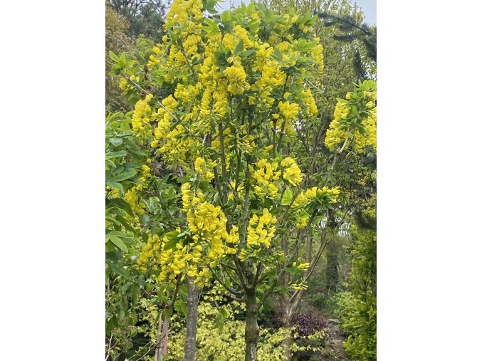 Laburnum alpinum 'Sunspire' - štědřenec alpský