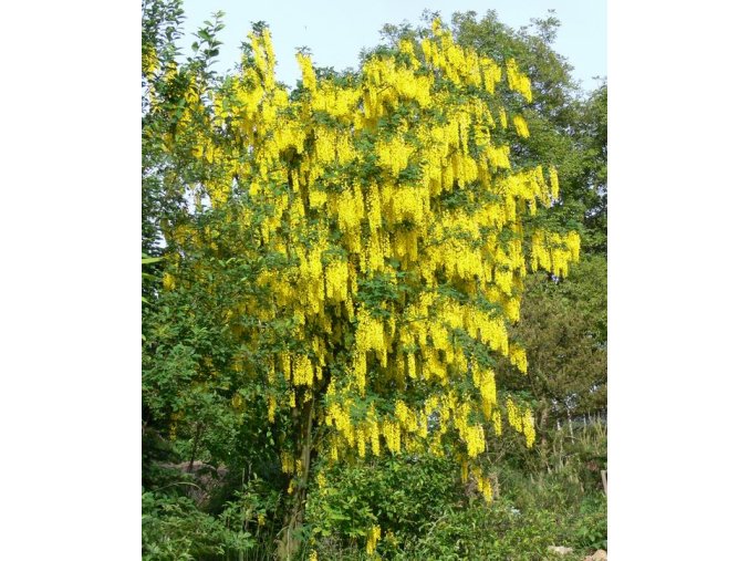 Laburnum anagyroides - Štědřenec odvislý