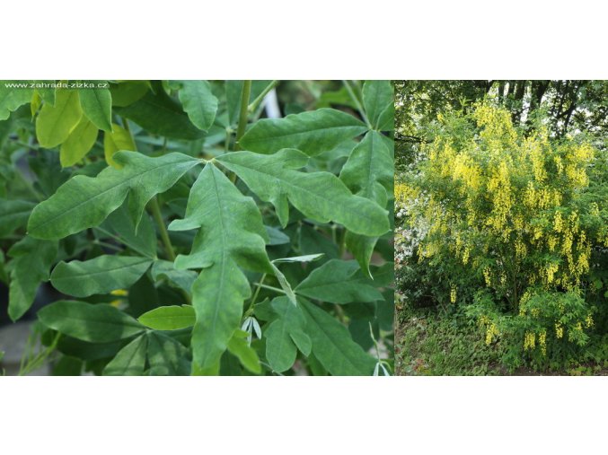 Laburnum anagyroides 'Quercifolium' - štědřenec odvislý