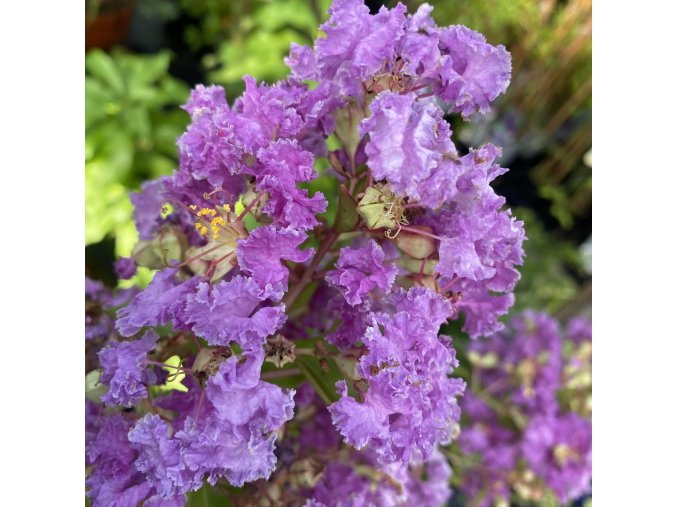 Lagerstroemia fialova