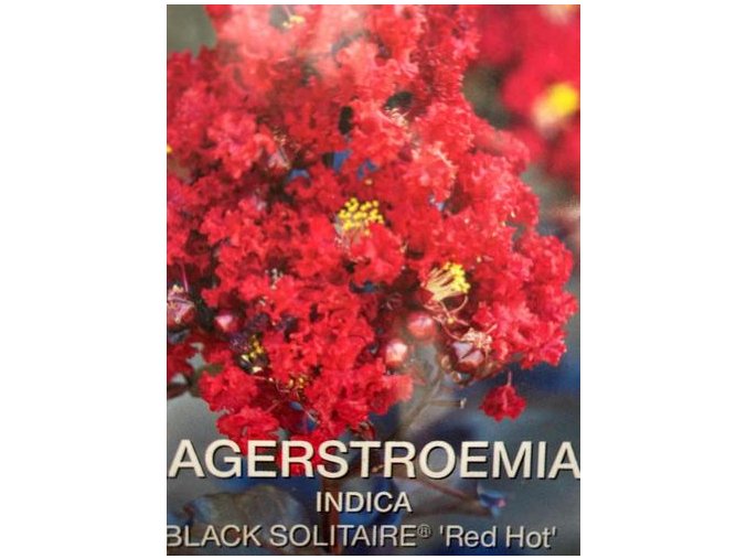 Lagerstroemia 'Red Hot' - pukol