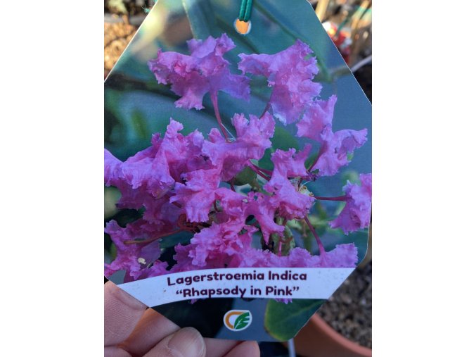 Lagerstroemia 'RHAPSODY IN PINK' - pukol