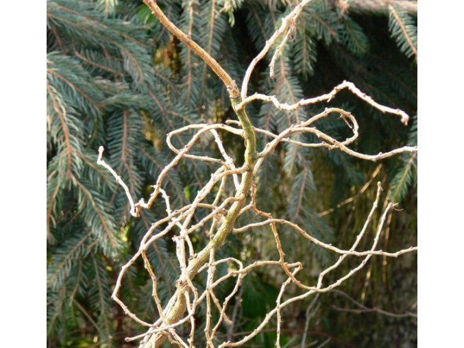 Larix decidua 'Horstmann Recurved' - modřín opadavý