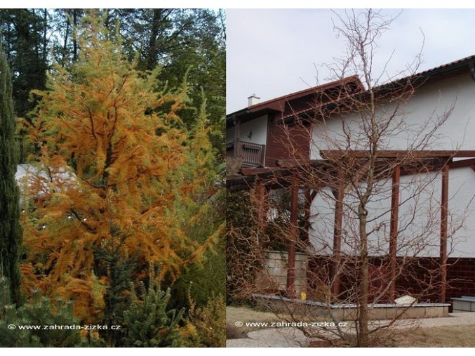 Larix kaempferi 'Diana' - modřín japonský