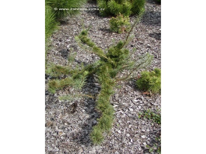 Larix kaempferi 'Krejčí' - modřín japonský