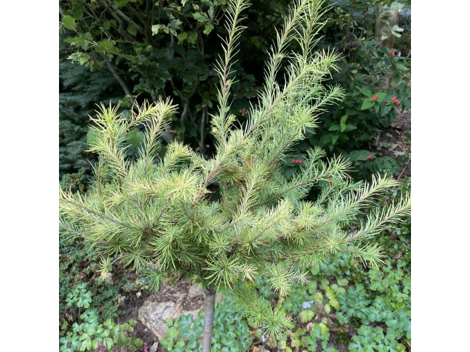 Larix kaempferi 'Magic Gold' kmínek - modřín japonský