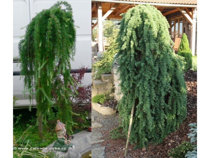 Larix kaempferi 'Stiff Weeping' - modřín japonský