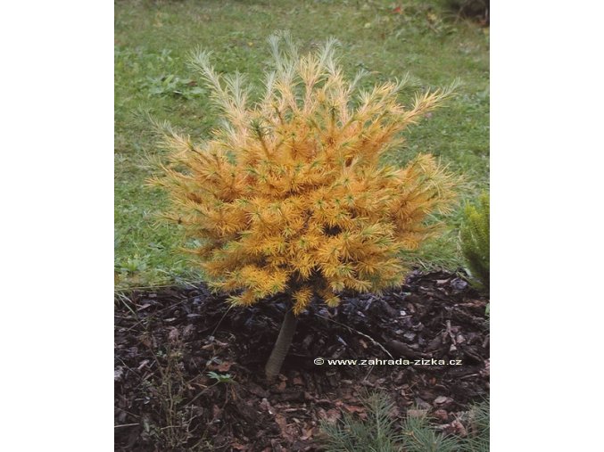 Larix kaempferi 'Wolterdingen' - modřín japonský