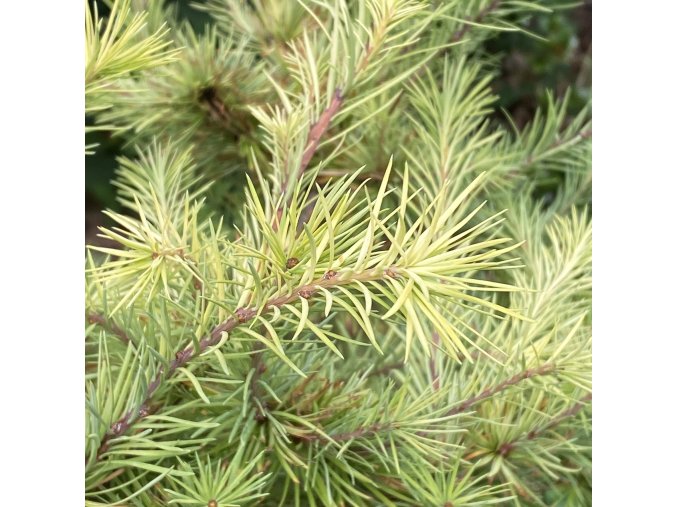 Larix kaempferi 'Magic Gold' - modřín japonský