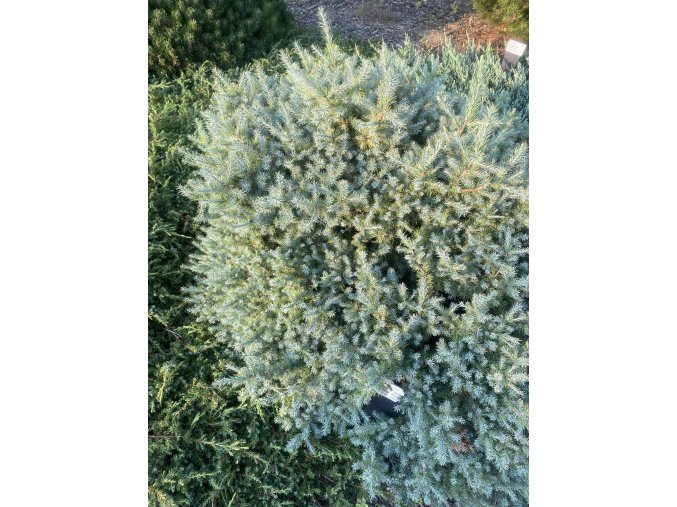 Larix laricina 'Newport 17' - modřín americký