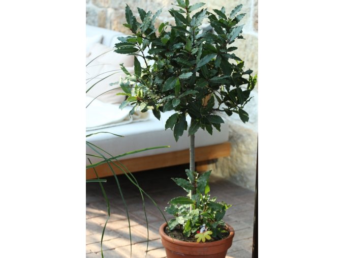 Laurus nobilis kmínek - vavřín vznešený