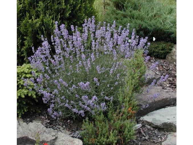 Lavandula angustifolia - levandule lékařská