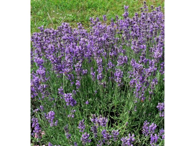 Lavandula angustifolia 'Munstead' - levandule