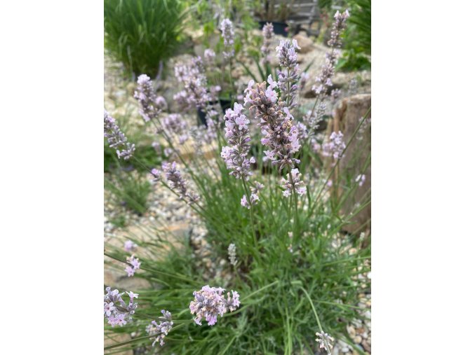 Lavandula angustifolia 'Rosea' - levandule