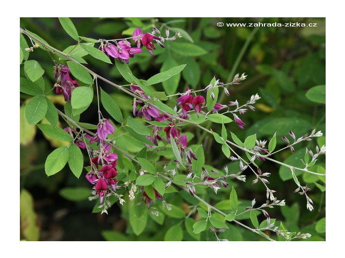 Lespedeza thunbergii - lespedézie