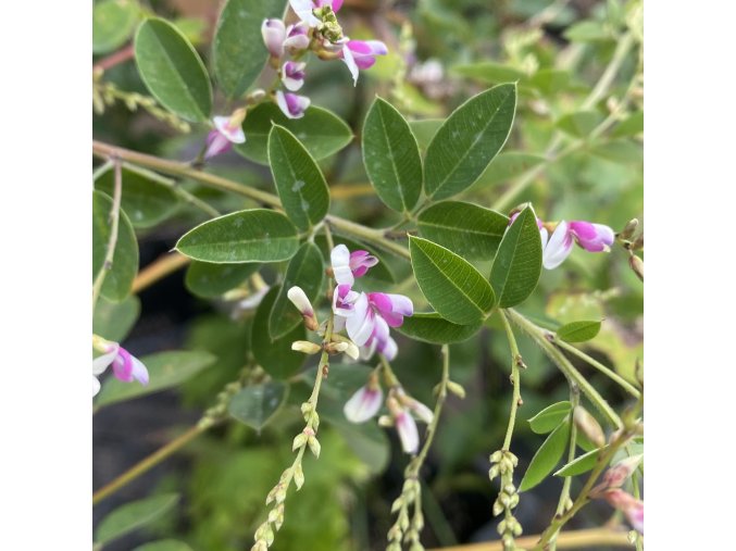 Lespedeza thunbergii 'Edo-shibori' - lespedézie