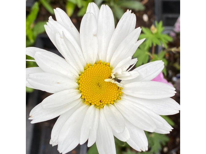 Leucanthemum x superbum 'Silberprinzeßchen' - kopretina zahradní